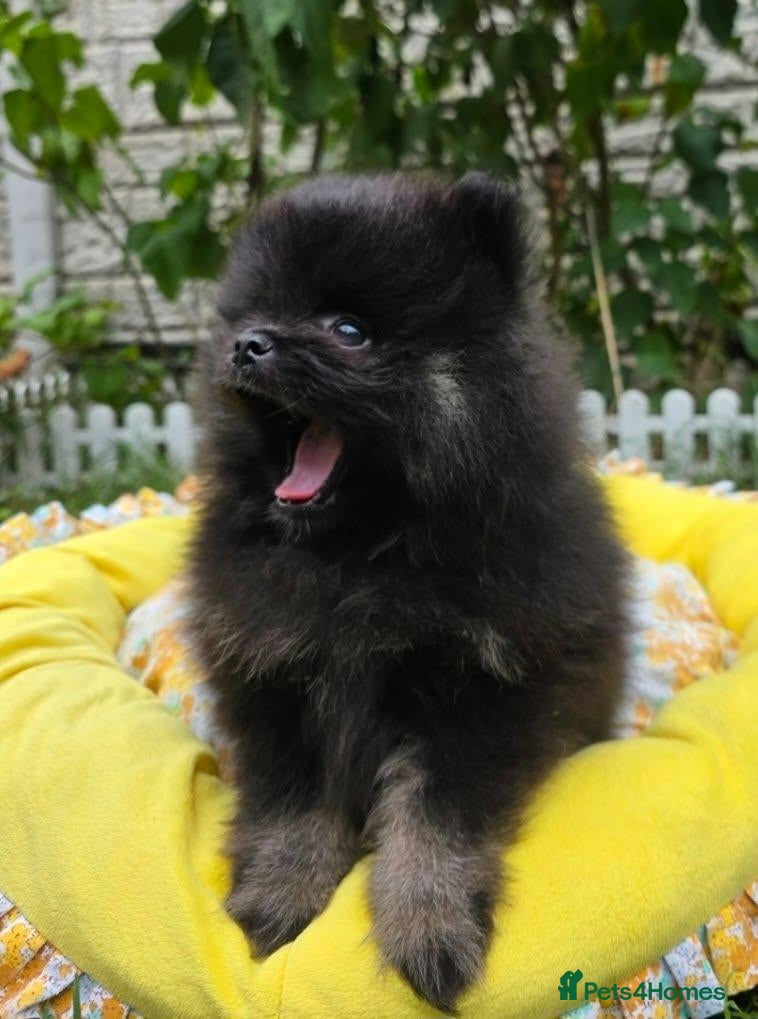 Pomeranian dogs Beautiful KC Registered Pomeranian Puppies - Advert 9