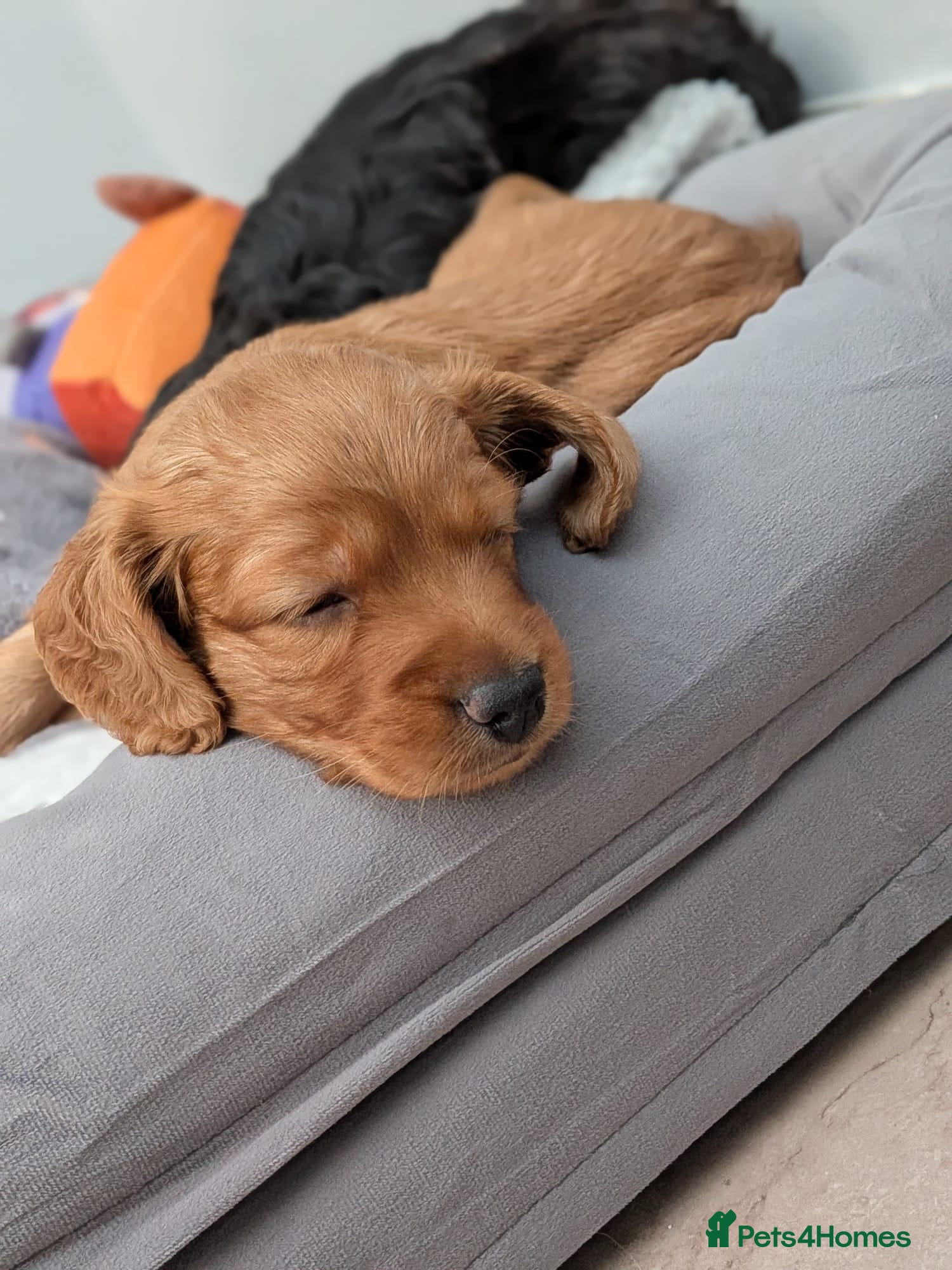 Cockapoo dogs F2 cockerpoo  - Advert 6