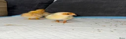 Chickens poultry for sale: Mixed breed chicks  - Advert 3