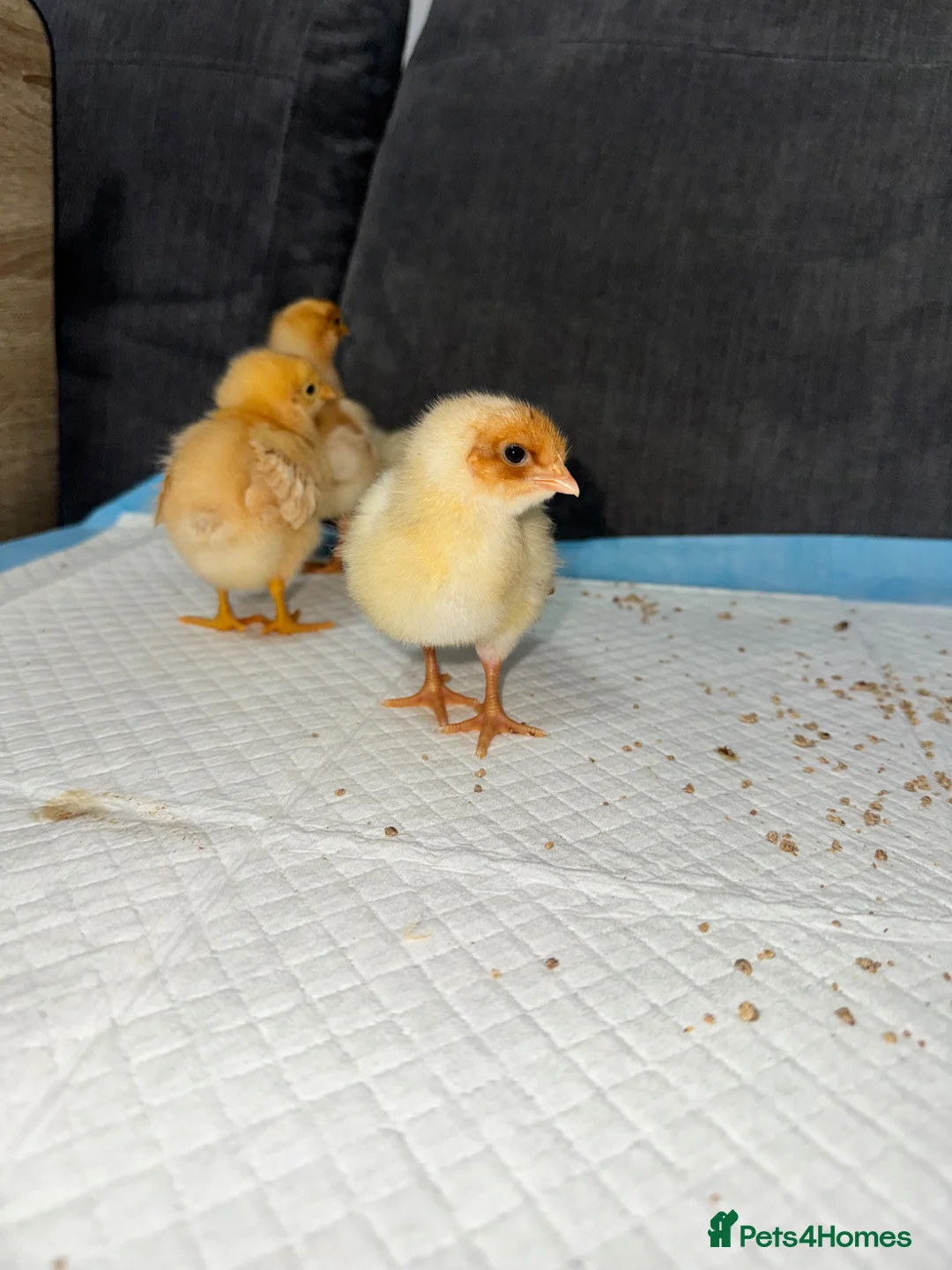 Chickens poultry for sale: Mixed breed chicks  - Advert 3