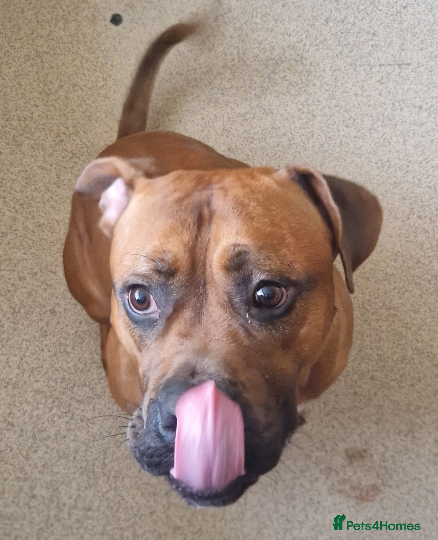 Mixed Breed dogs Mixed breed Rocky - Advert 10