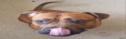 Mixed Breed dogs for sale: Mixed breed Rocky - Advert 1