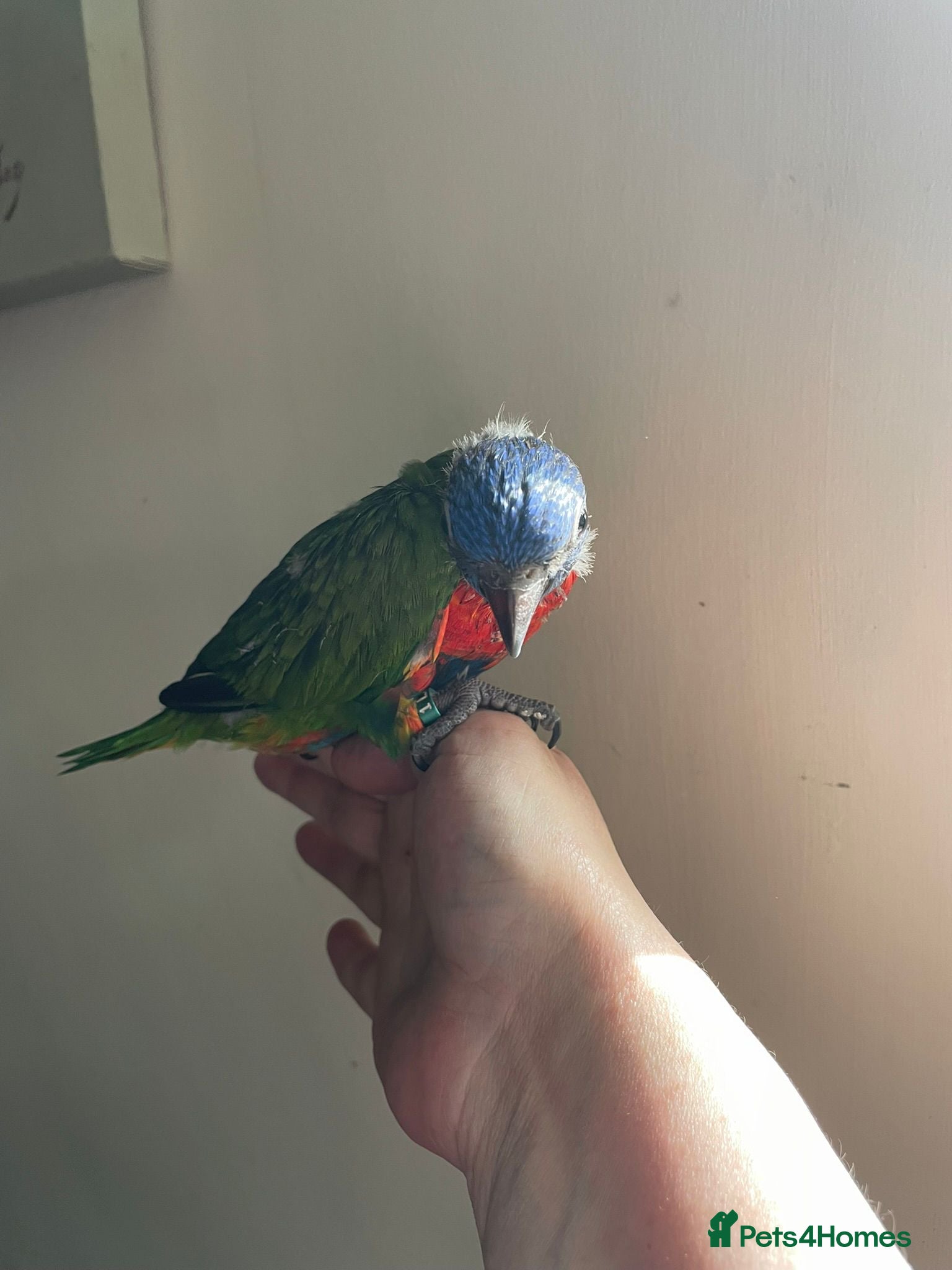 Lorikeets birds Hand reared Rainbow Lorikeets  - Advert 1