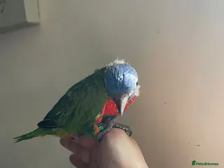 Lorikeets birds Hand reared Rainbow Lorikeets - Advert 2