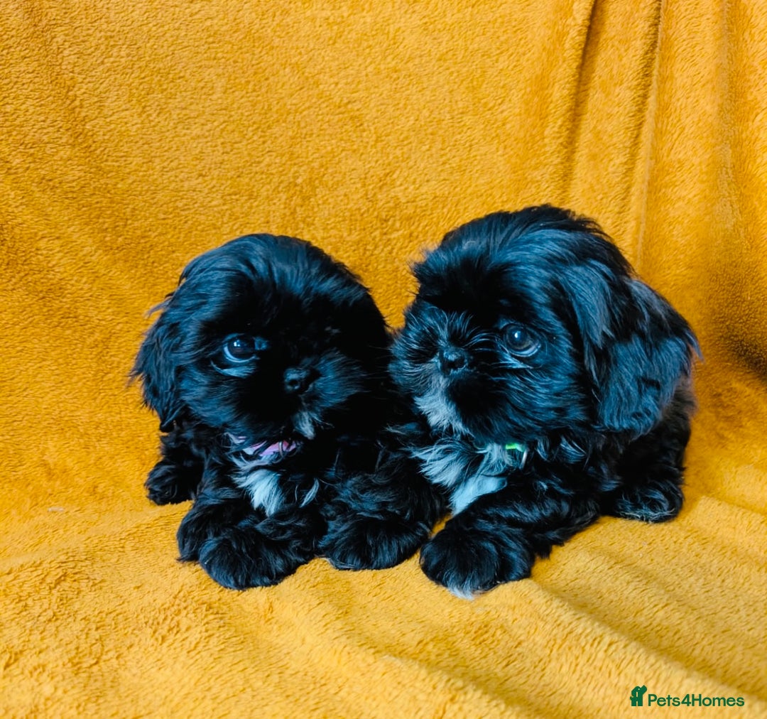 Shih Tzu dogs for sale: Beautiful Shih Tzus - Image 2