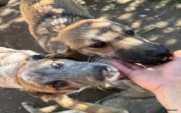 Mixed Breed dogs for adoption: EVIE - a Beautiful & Kind Girl, for a Loving Home - Image 13