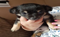 Chihuahua dogs for sale: Stunning Chihuahua pups, ready now. Only 4 left. - Image 1