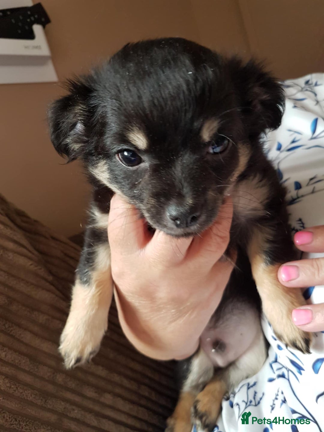 Chihuahua dogs for sale: Stunning Chihuahua pups, ready now. Only 4 left. - Image 1