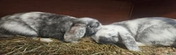 Mixed Breed rabbits for sale: 2 female rabbits - Advert 3