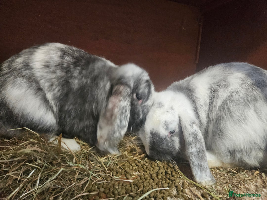 Mixed Breed rabbits for sale: 2 female rabbits - Advert 3