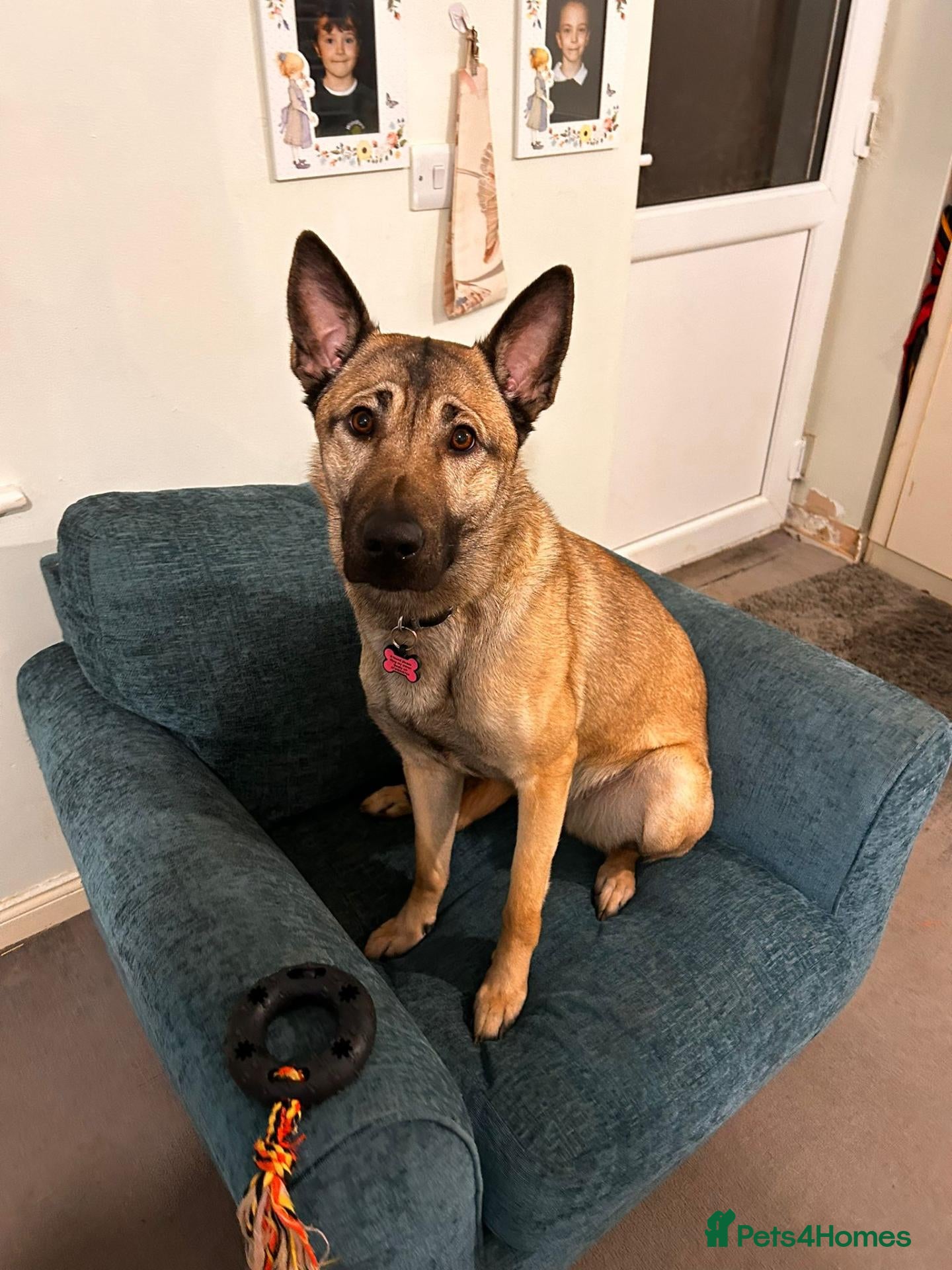 Mixed Breed dogs Beau, bouncy and inquisitive.  - Advert 22