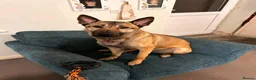 Mixed Breed dogs for sale: Beau, bouncy and inquisitive.  in Kettering - Advert 1