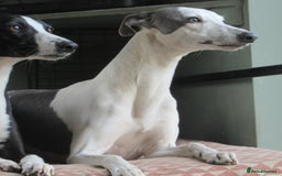 Whippet dogs for sale: Whippet Lurcher - Image 2