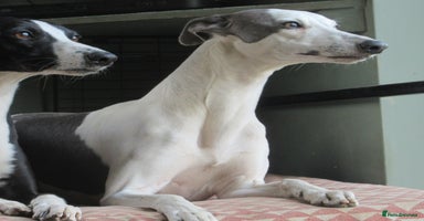 Whippet dogs - Advert 14