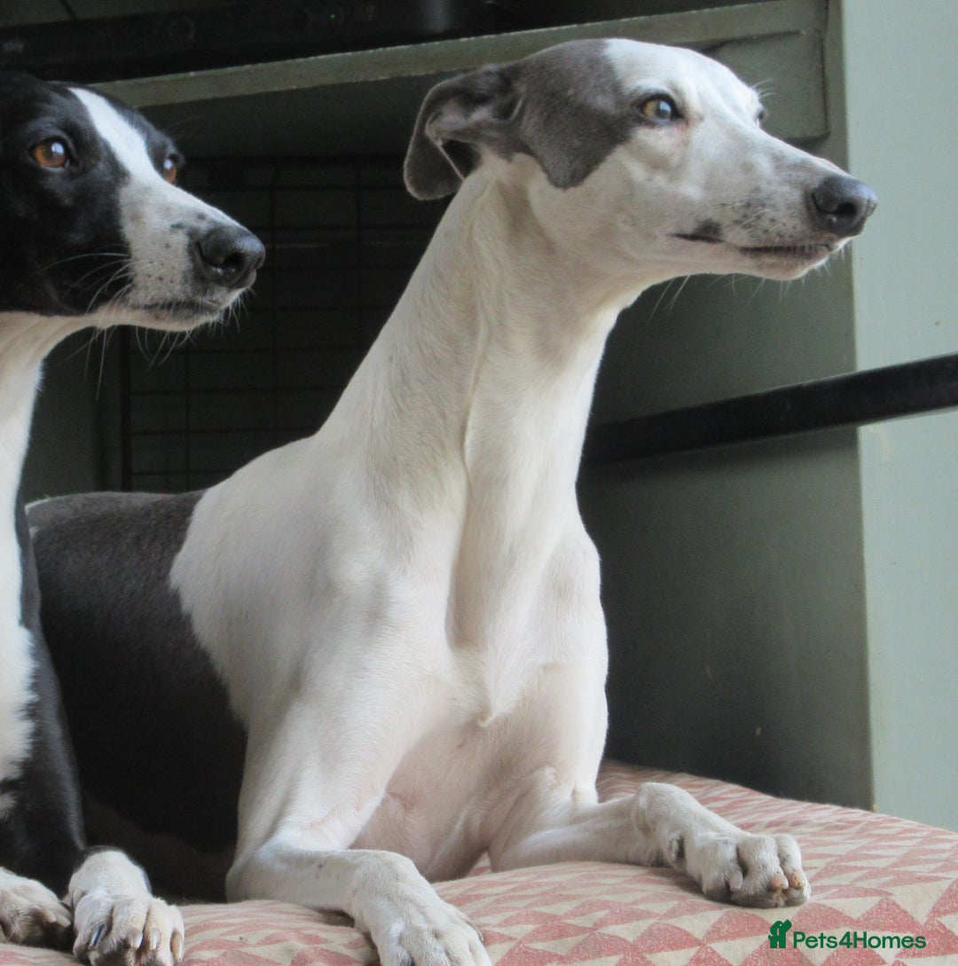 Whippet dogs for sale: Whippet Lurcher - Image 2