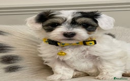 Coton De Tulear dogs for sale: Adorable Havaton puppies  - Image 4