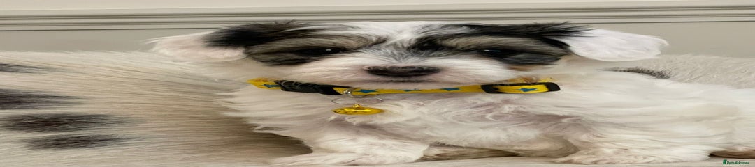 Coton De Tulear Puppy 4