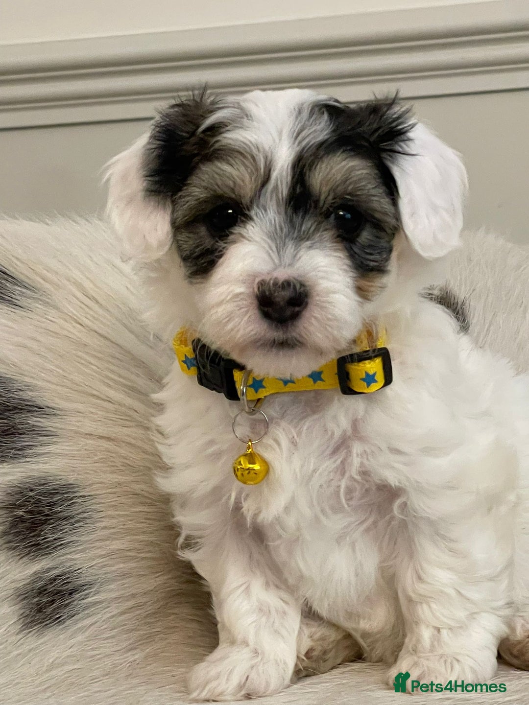 Coton De Tulear dogs for sale: Adorable Havaton puppies  - Image 4