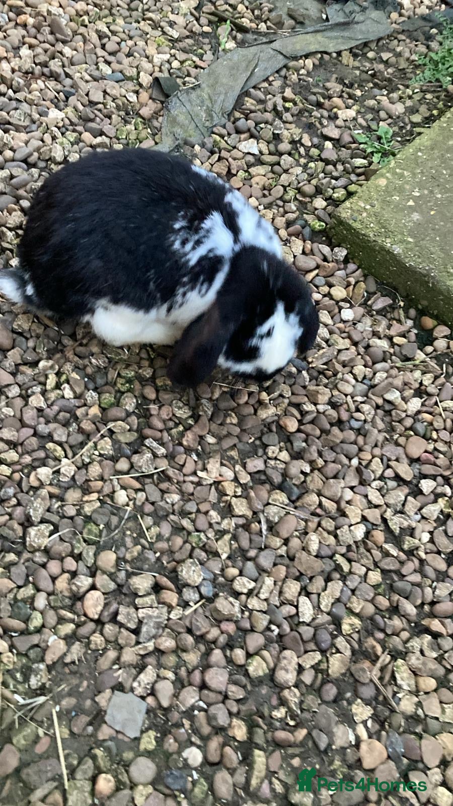 Mixed Breed rabbits Mixed breed lop - Advert 1