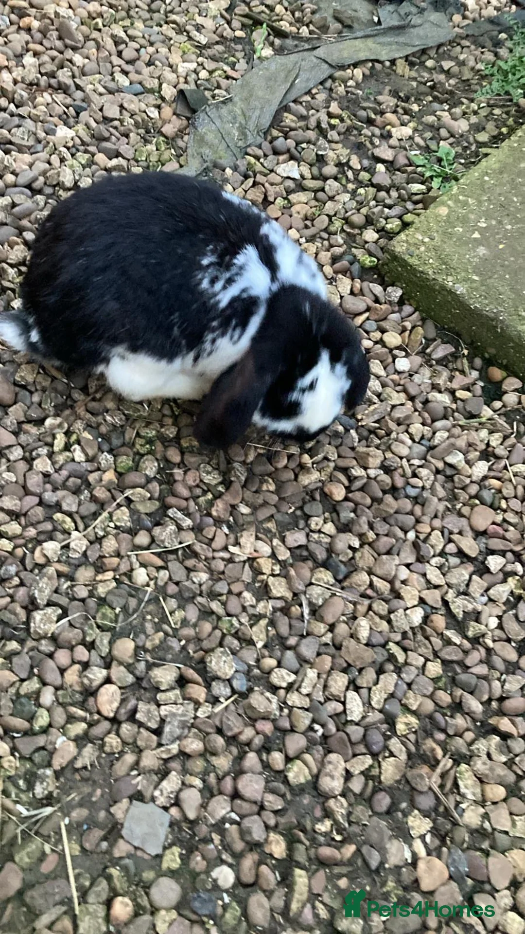 Mixed Breed rabbits for sale: Mixed breed lop - Advert 1