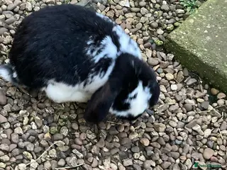 Mixed Breed rabbits Mixed breed lop - Advert 1
