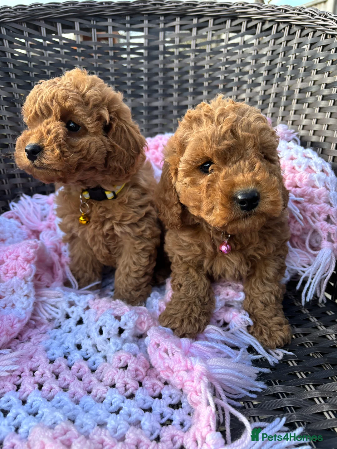 Mixed Breed dogs for sale: cockapoo  - Advert 9