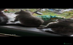 Bengal cats for sale: Bengal kittens very healthy male femal - Image 7