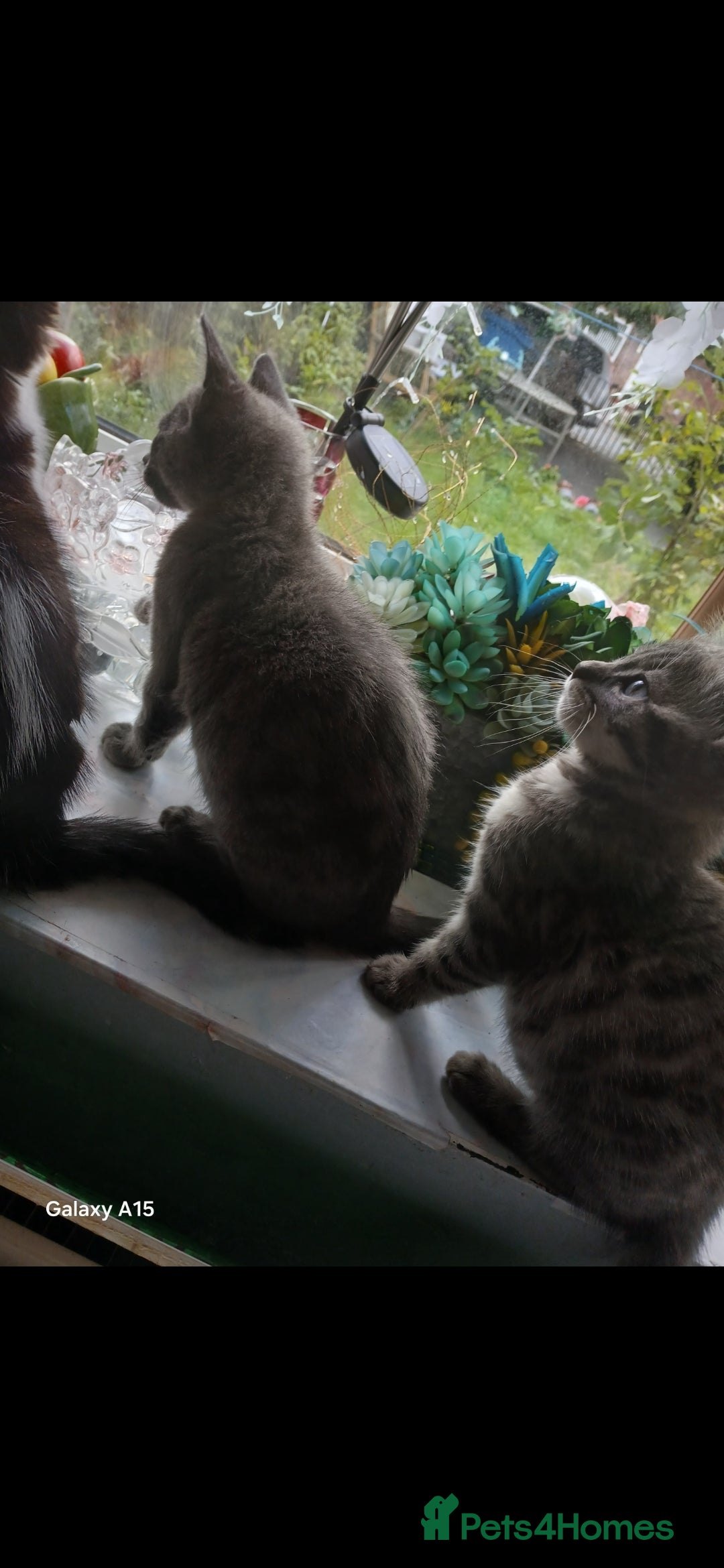 Bengal cats for sale: Bengal kittens very healthy male femal - Image 7