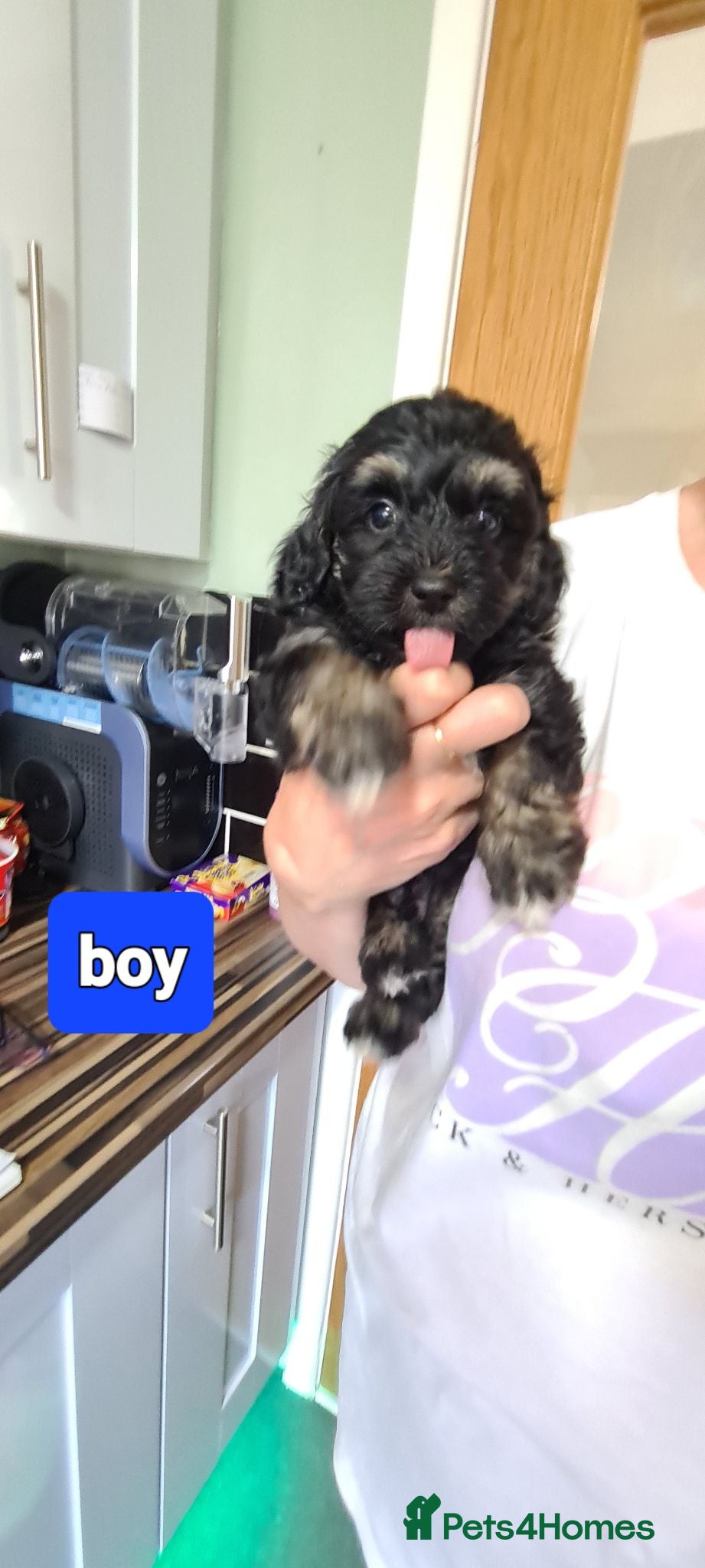 Jackapoo dogs Tiny fluffy jackapoo pups 1 boy and 1 girl left - Advert 5