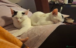 Mixed Breed cats for sale: 2 beautiful sisters - Advert 5