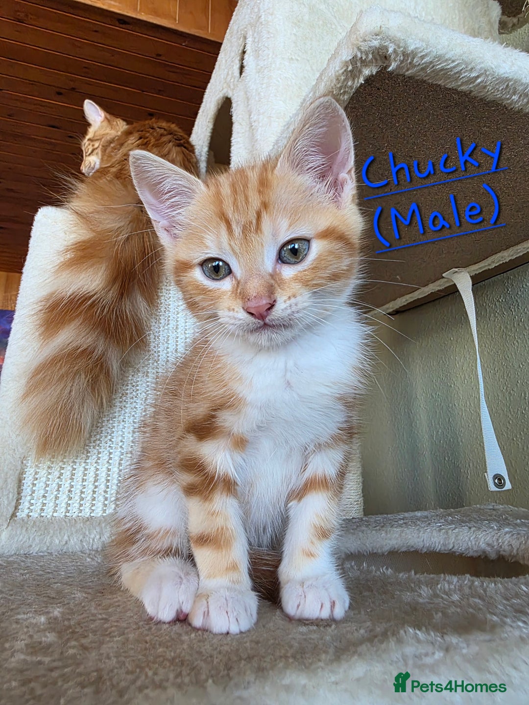 Domestic Shorthair cats for sale: Four sweet little flufflets - Image 4