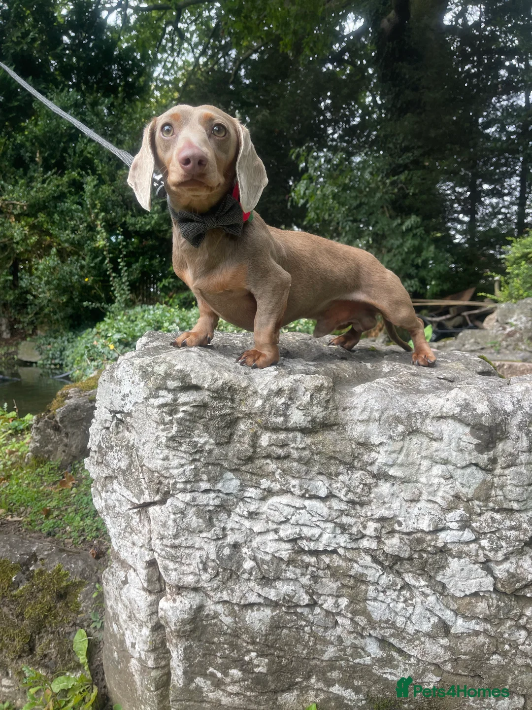 Miniature Dachshund dogs for stud: Milo “Gre Cyrus” in Newport - Advert 5