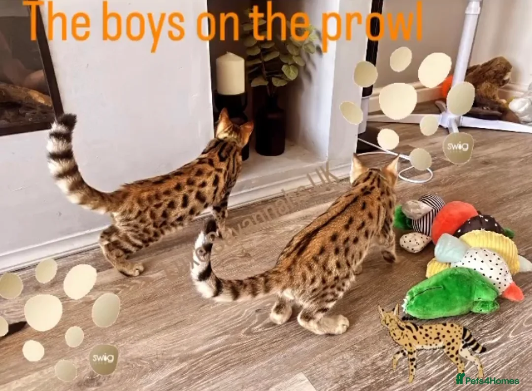 Savannah cats for sale: Rare Kiwanga pedigree F3 Savannah Kittens  - Advert 12