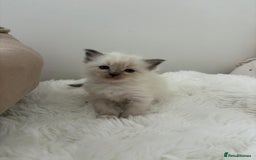 Ragdoll cats for sale: ✨ Blue pointed Ragdoll Kittens – Ready Soon ✨ - Image 10