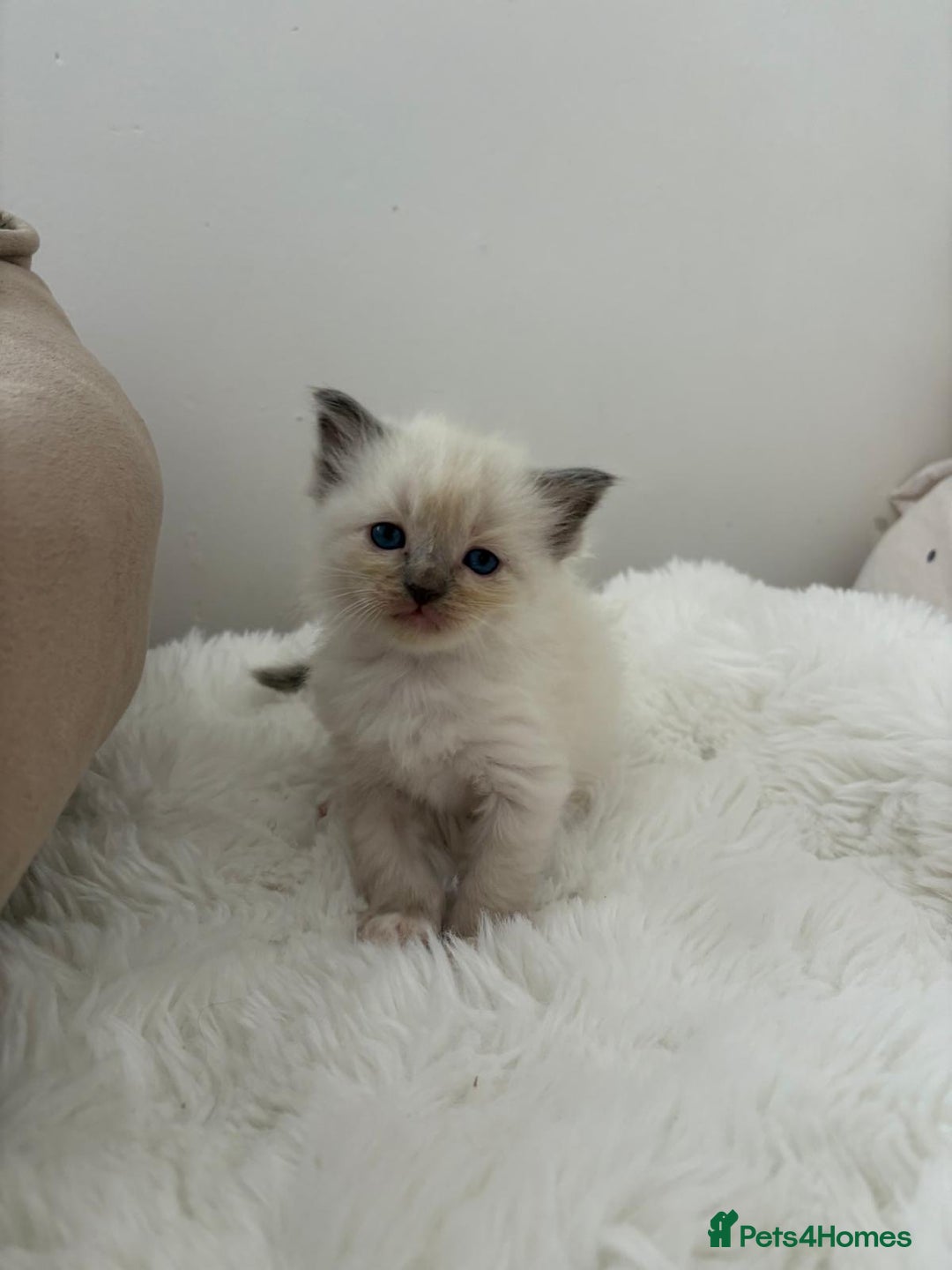 Ragdoll cats for sale: ✨ Blue pointed Ragdoll Kittens – Ready Soon ✨ - Image 10