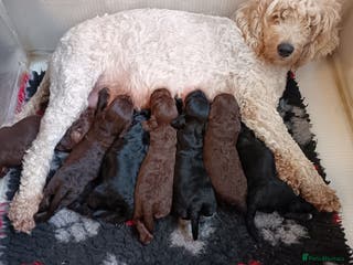 Double Doodle dogs 🌈Ethically Bred, Scientifically Raised 🌈🌈 - Advert 1