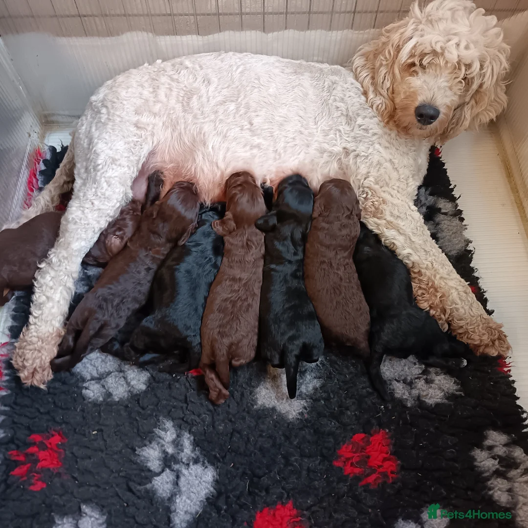 Double Doodle dogs for sale: 🌈Fully vaccinated and ready to meet the world 🌈 - Advert 28