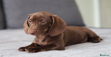 Dachshund dogs - Advert 5