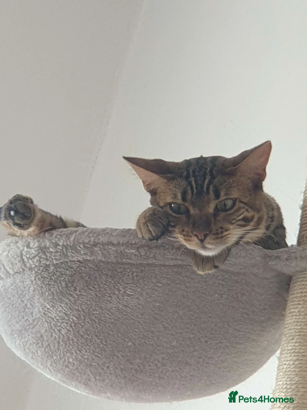 Bengal cats for sale: Exceptional Bengal For Sale - Advert 6