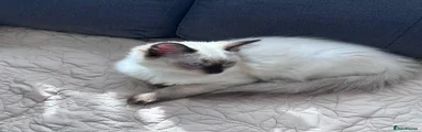 Ragdoll 1