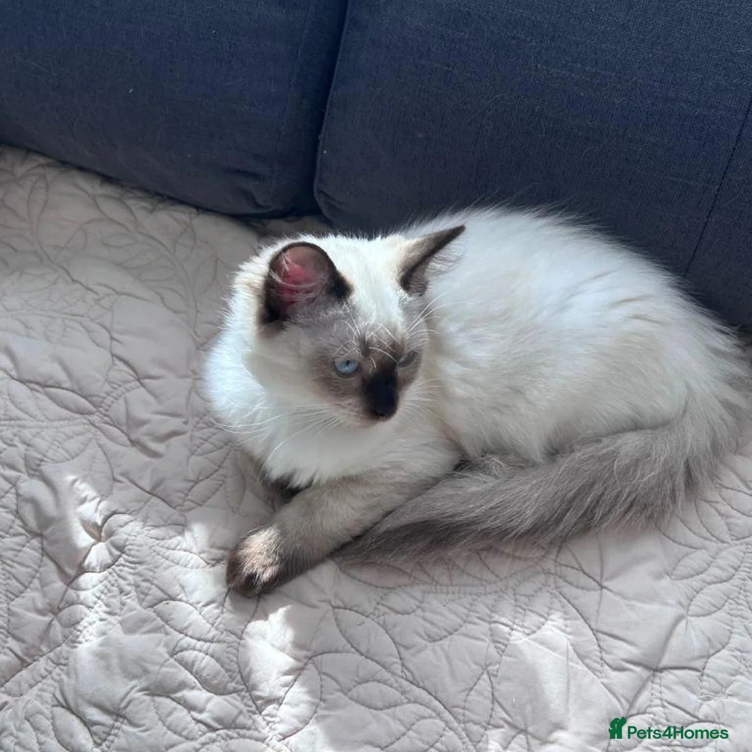 Ragdoll cats for sale: ragdoll kittens for sale  in Bristol - Advert 2