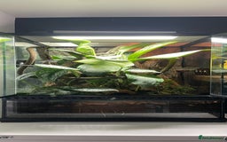 Gecko reptiles for sale: Full Bio Active set up with Crested Gecko - Image 7