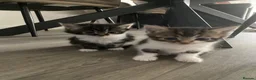 British Longhair cats for sale: Gorgeous fluffy kittens - Advert 14