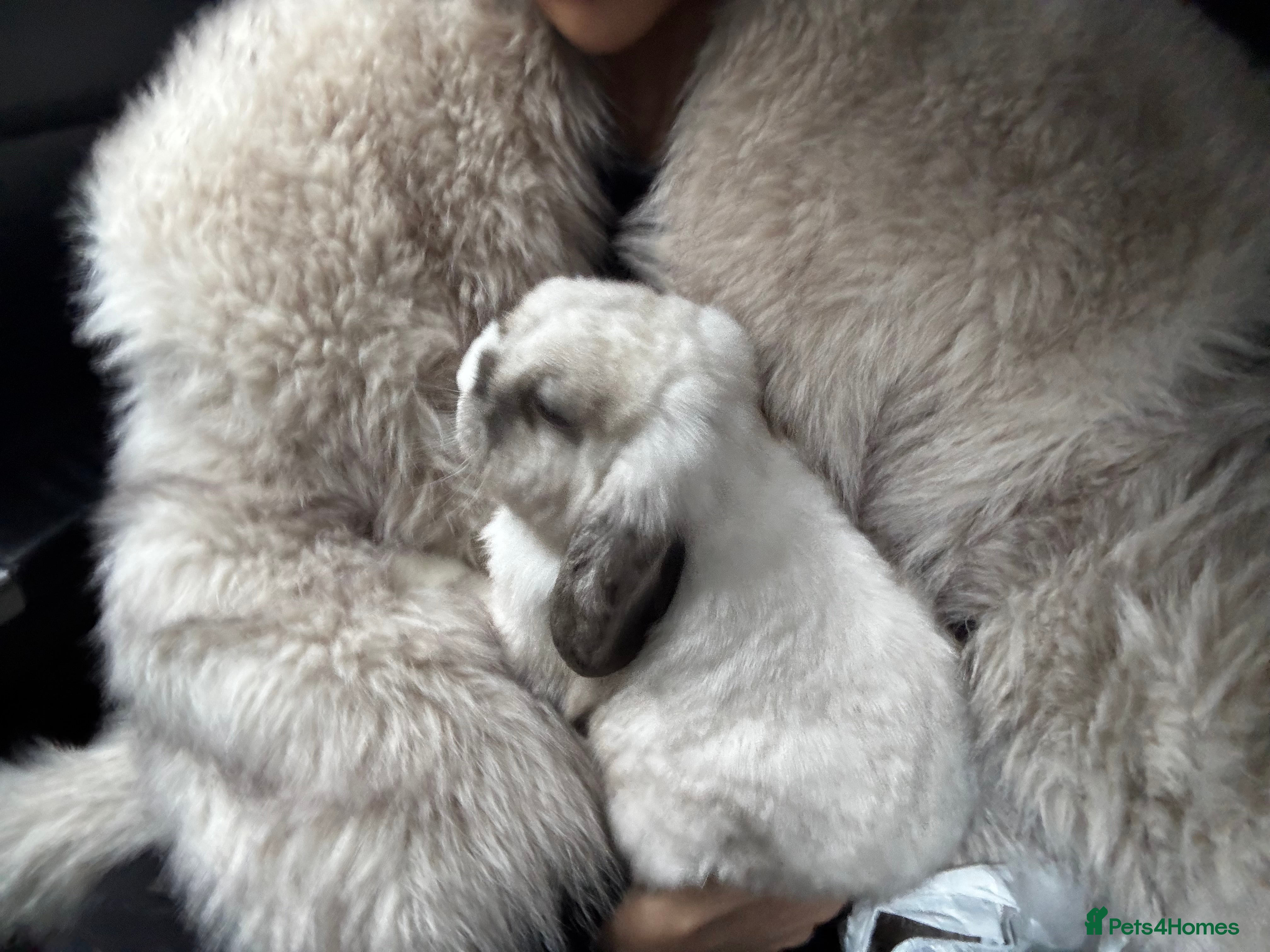 Mini Lop rabbits Mini lop Bunny - Advert 1