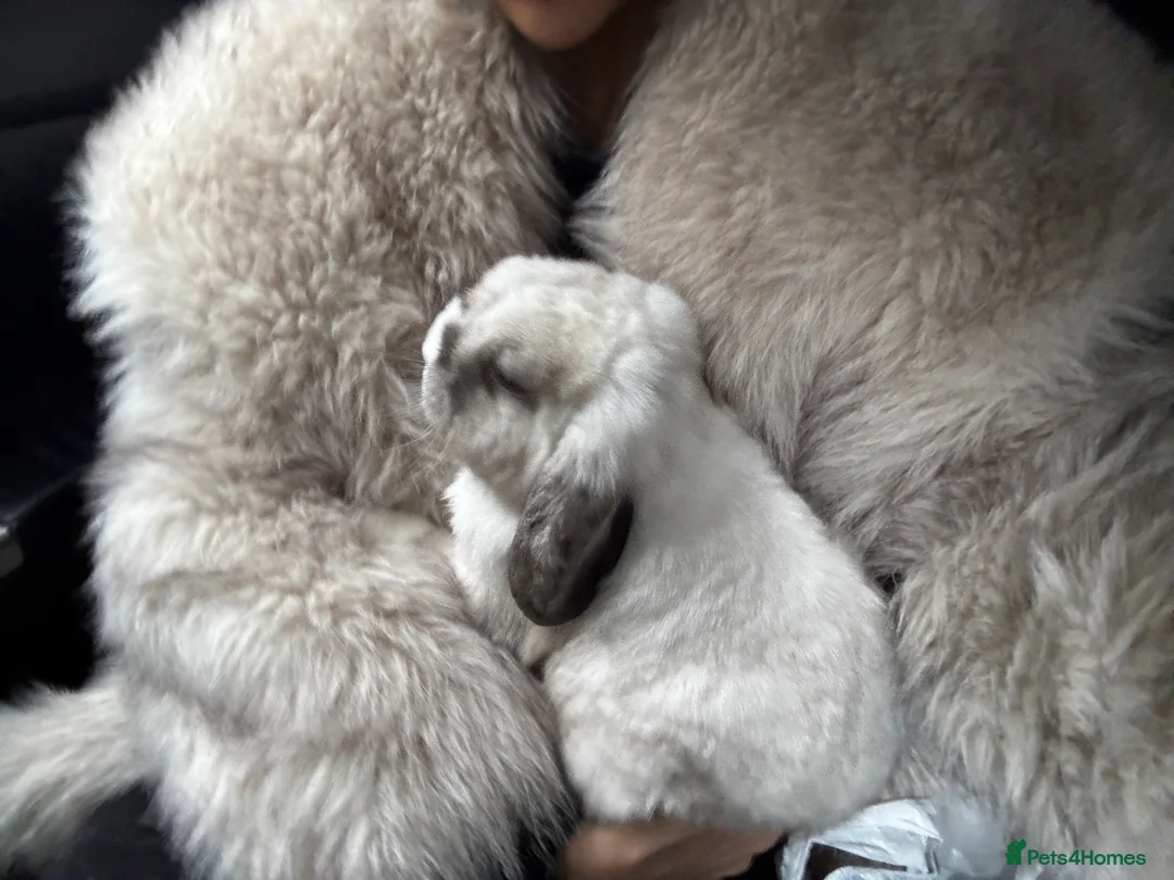 Mini Lop rabbits for sale: Mini lop Bunny - Advert 1