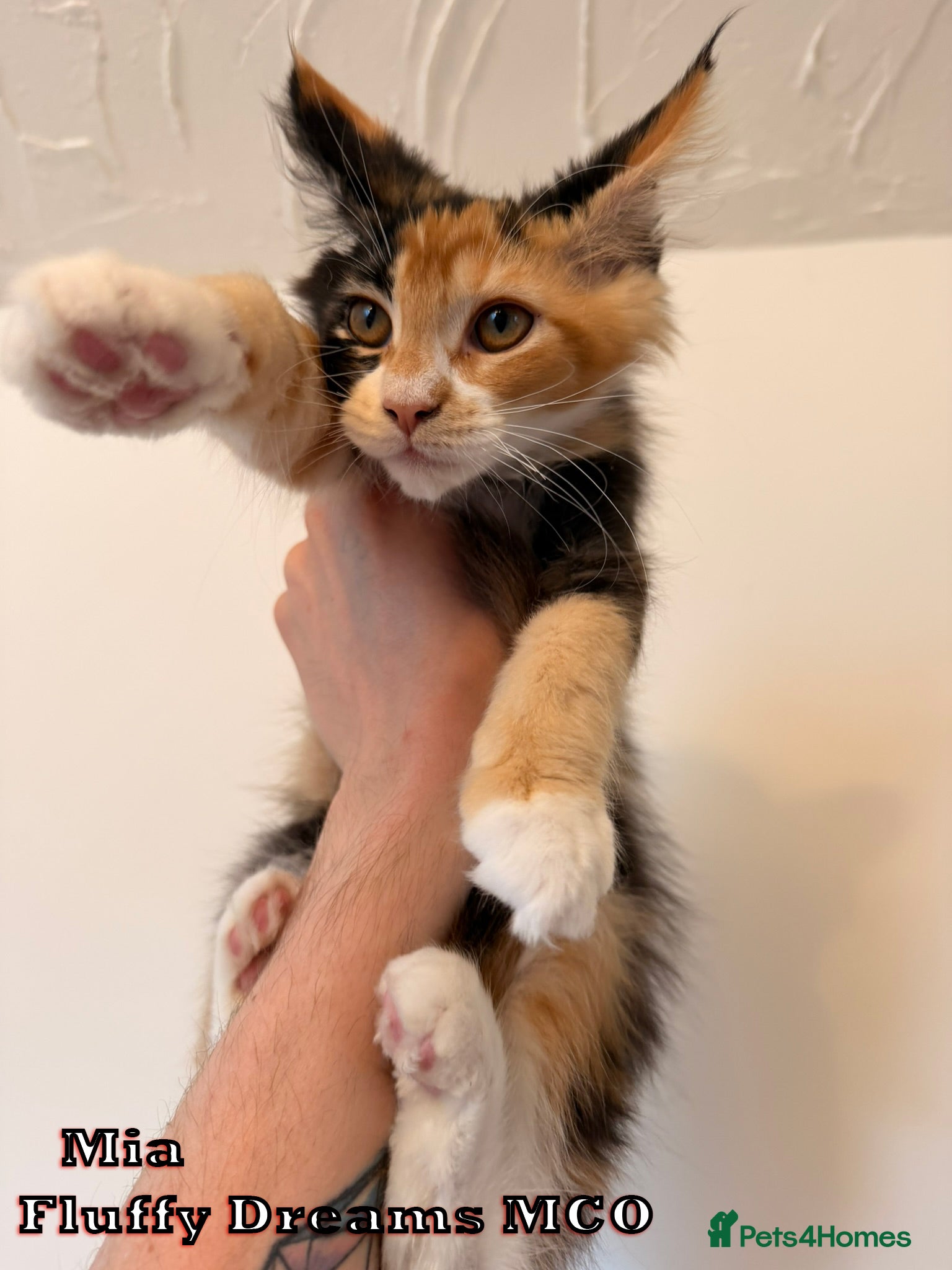 Maine Coon cats 1 Girl 1 Boy Active / Non Active N/N Tested TICA - Advert 1