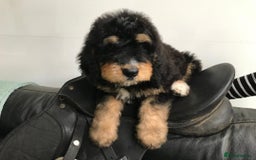 Bernedoodle dogs for sale: F1B STANDARD  BERNADOODLE LAST FEW - Image 32