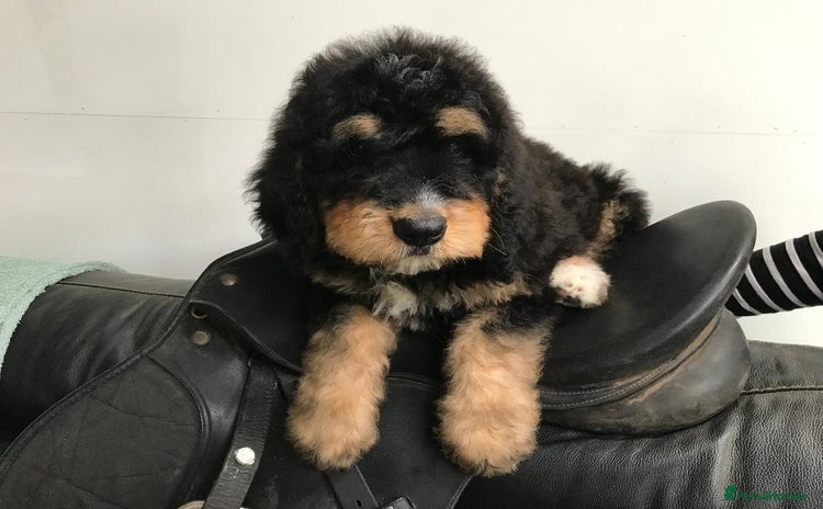 Bernedoodle dogs - Advert 1