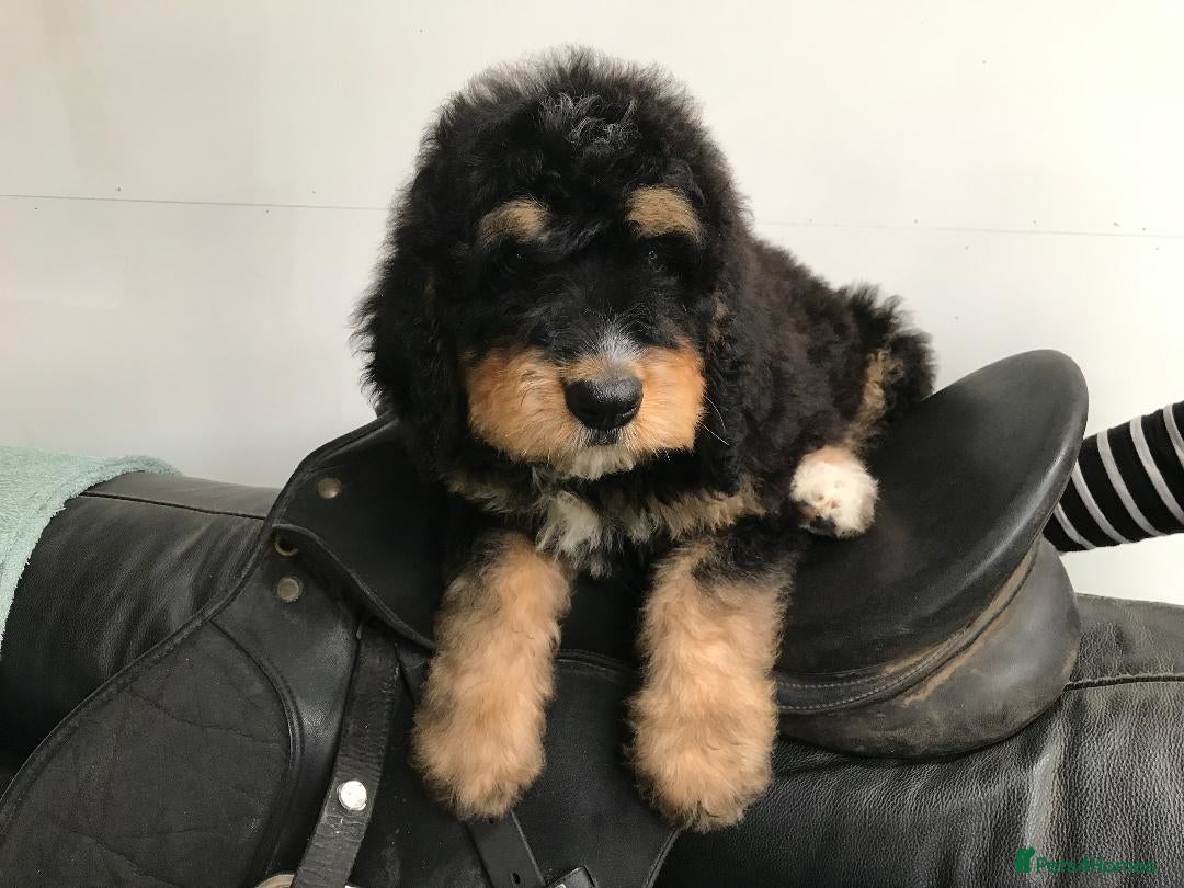 Bernedoodle dogs for sale: F1B STANDARD  BERNADOODLE LAST FEW - Image 32