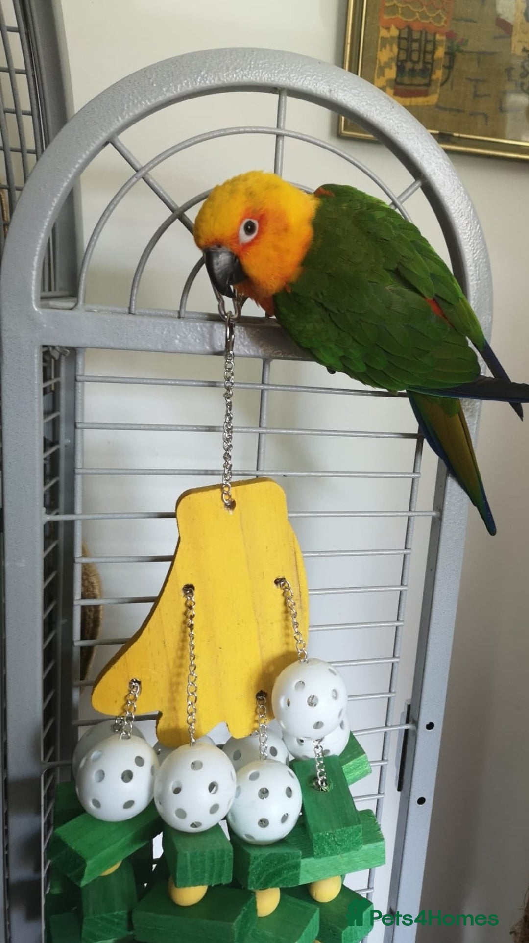 Conures birds for sale: Sun Conure & Jenday Conure  - Advert 4